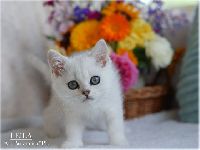 /leila