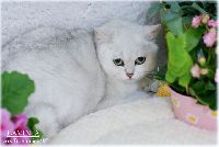 /lavinia