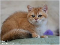/paloma