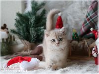 /candycane