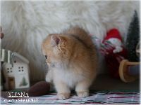 /yliana