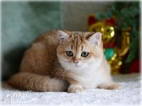 /paloma
