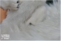/george