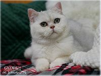 /george