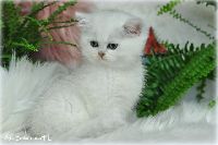 /gilbert