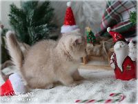 /candycane