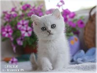 /lukier