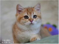 /paloma