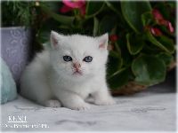 /kenji