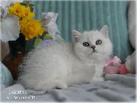 /jasmine