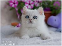 /kaiden