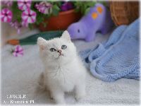 /lukier