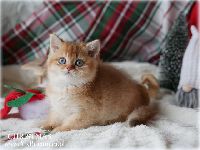 /christmas