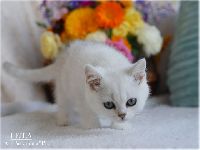 /leila