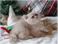 /candycane