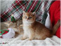 /christmas