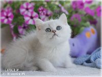/lukier