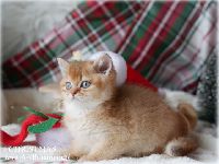 /christmas