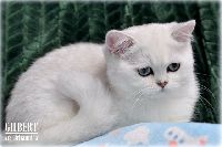 /gilbert