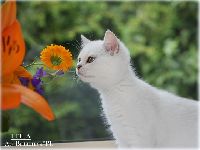 /leila