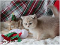/candycane