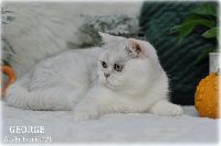 /george