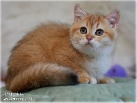 /paloma