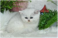 /gilbert