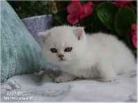 /jasmine