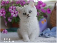 /lukier