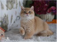 /zuri