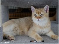 /napoleon