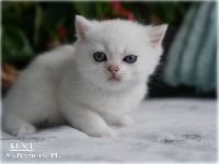 /kenji