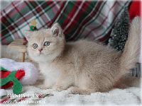 /candycane
