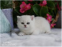 /jasmine
