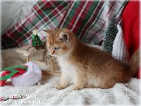 /christmas
