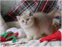 /candycane