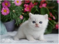 /klemens