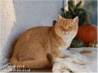 /napoleon