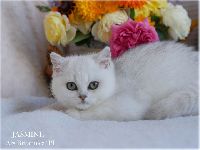/jasmine