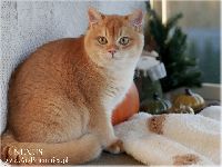 /napoleon