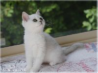 /leila