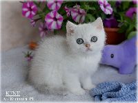 /kenji