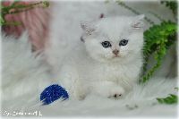 /gilbert