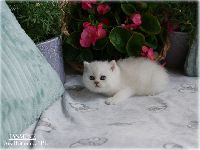 /jasmine