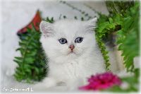/gilbert