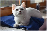 /mdmmia