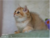 /paloma