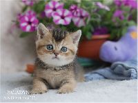 /paladyn