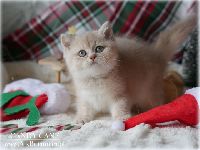 /candycane